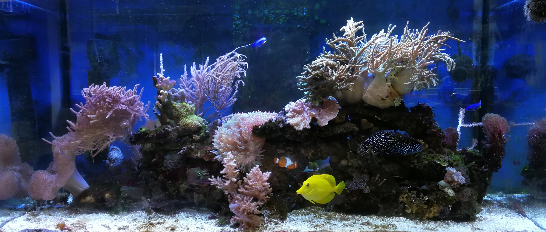 Aquarium August 2018
